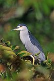 Black-crowned Night-Heron